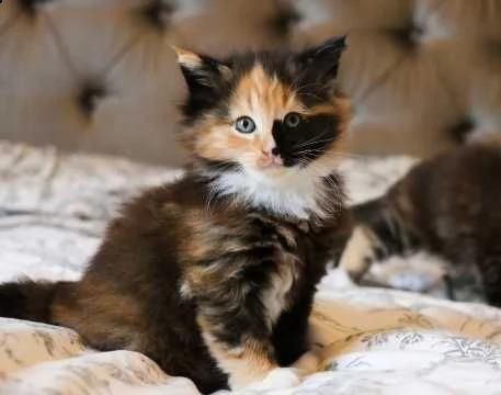 norvegese delle forest razza pura | Foto 1