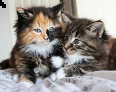 norvegese delle forest razza pura | Foto 0