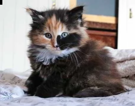 norvegese delle forest razza pura