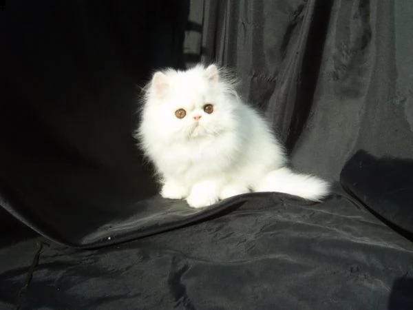 persiano vaccinati con pedigree