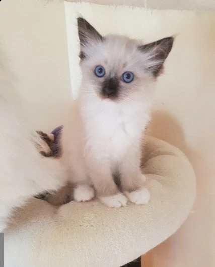 sacro di birmania casa con amore