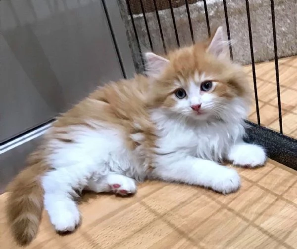 cuccioli maine coon di 60 giorn