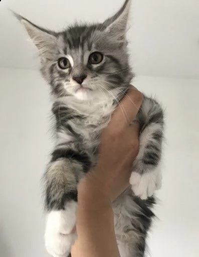 10 settimane splendidi cuccioli di maine coon