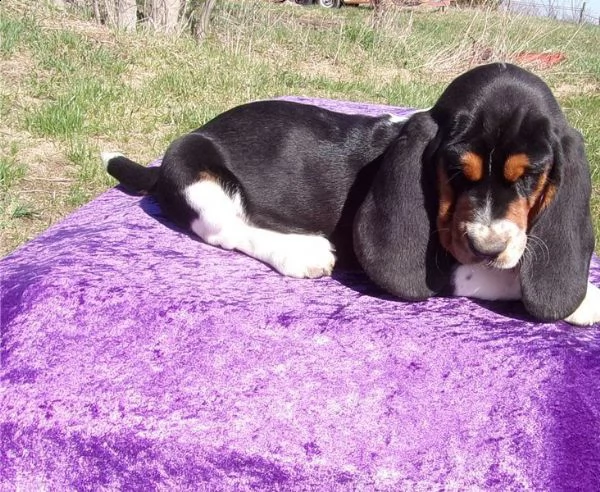 magnifico bassetehound cuccioli