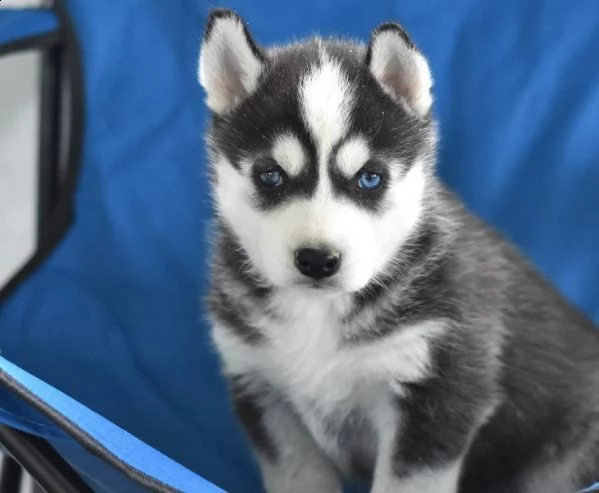 siberian husky cucciolini di 3 mesi