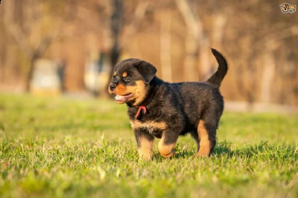 001 bellissimi cuccioli di rottweiler giovani maschi e fem> | Foto 0