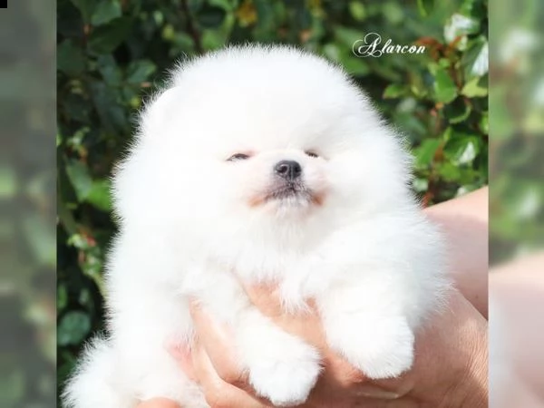 pomerania - pomerania - bambini | Foto 1