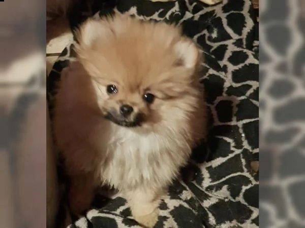 pomerania - pomerania - bambini | Foto 0