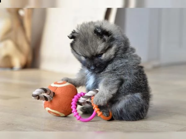 pomerania - pomerania - bambini