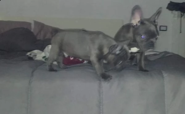  ultimo maschio italiano colore blu di bulldog francese 