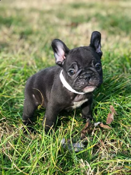 dispone di ultimi due cuccioli maschi di bouledogue francese brindle (nero tigrato);
