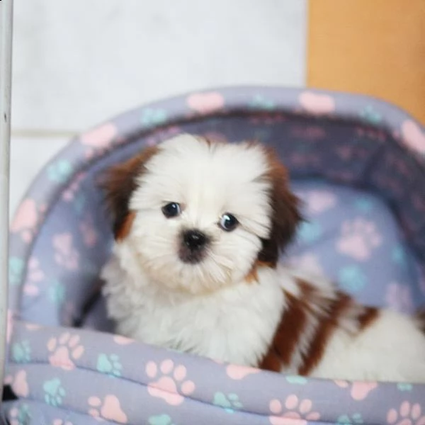 regalo shih-tzu  toy
