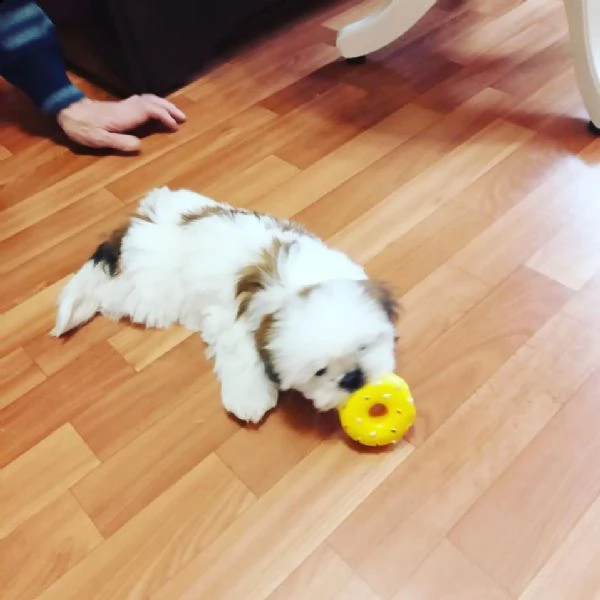regalo shih-tzu  toy | Foto 0