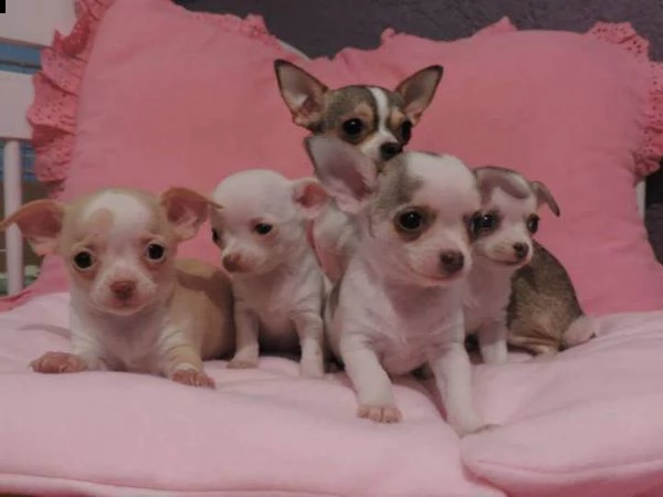 cuccioli di pincher chiwawa toy meravigliosi e sani di 2 mesi e mezzo 