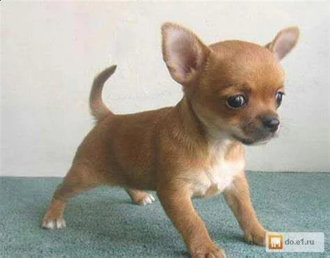 cediamo cuccioli di chihuahua toy favolosi e teneri e eccellenti 