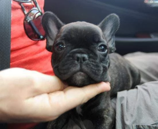 disponibili cuccioli bellissimi bulldog francese ottimissimi e amorevolissimi 