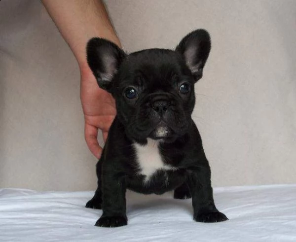 bellissimo cucciolo di bull dog francese intrigantissimi generosissimi e bravissimi 