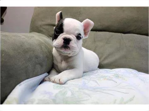 cucciolo di bull dog francese vivacissimo generosissimo e bravissimo 