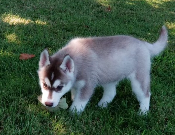  cucciolo siberian husky | Foto 1