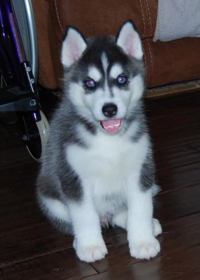  cucciolo siberian husky | Foto 0