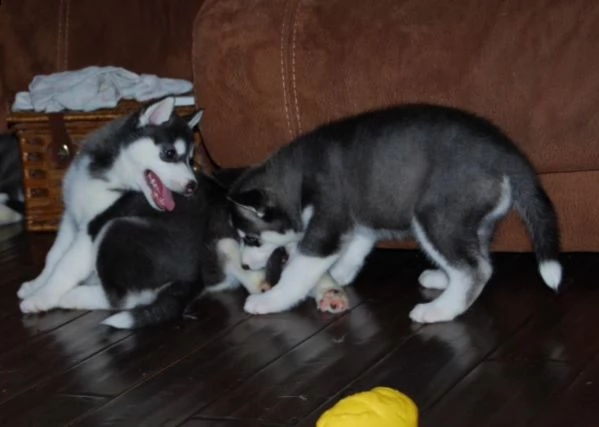  cucciolo siberian husky