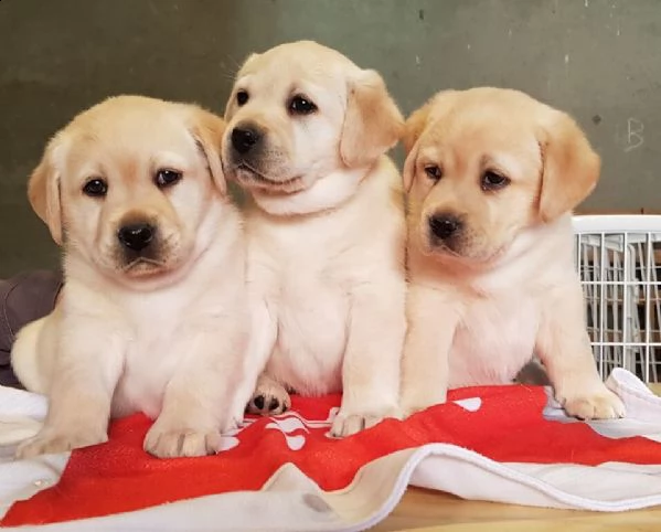 cuccioli di labrador retriever color miele,