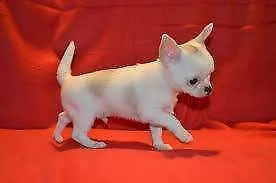 disponiamo cuccioli chihuahua toy bellissimi e originali di 2 mesi 