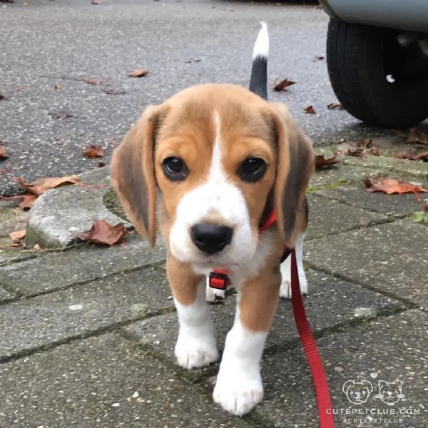 3 adorabili e affascinanti cuccioli di beagle