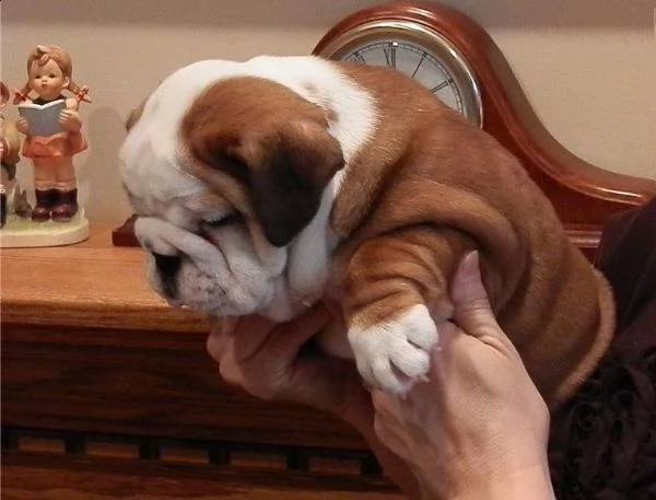  cuccioli di bulldog inglese