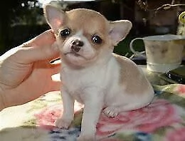 cucciolo di pincher chiwawa mini toy buonissimo dolcissimo