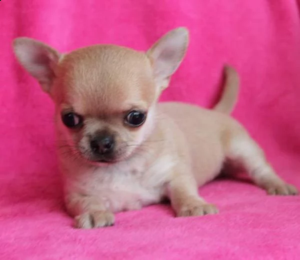 bellissimo cucciolo di chiwawa mini toy gentilissimi perfettissimi