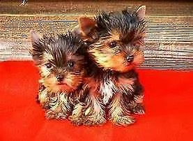 bellissimo cucciolo di cuccioletto di york shire mini toy generosissimi