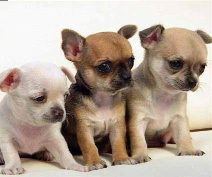 bellissimo cucciolo di pincher chiwawa mini toy dolcissimi buonissimi 