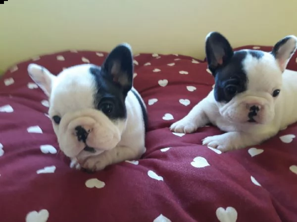  bouledogue francese con pedigrèe enci 