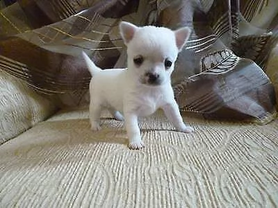 cuccioli di chihuahua mini toy otissimo tranquilissimo completo 