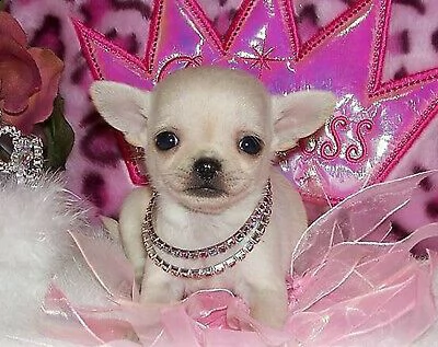  chihuahua toy a domicilio 