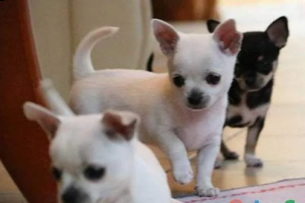disponibile cuccioli di chihuahua nati in ambiente familiare 3 mesi
