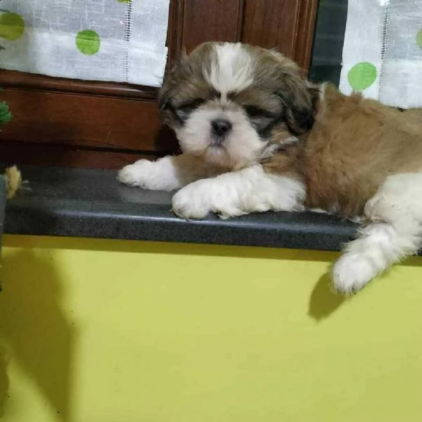 disponibile cucciola di schizu taglia piccola 3 mesi nata in ambiente