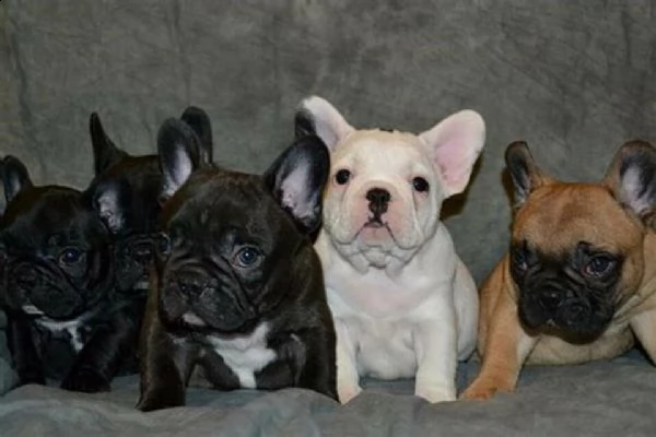 disponiamo cucciolo di bull dog francese inteligentissimo sanissimo 