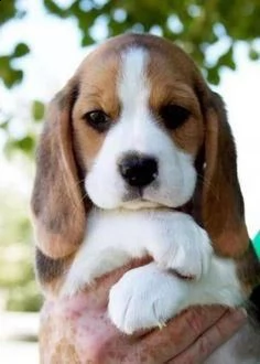 due cuccioli di tè beagle hanno bisogno di una nuova famiglia