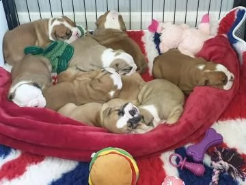 disponibili cuccioli di bulldog inglese