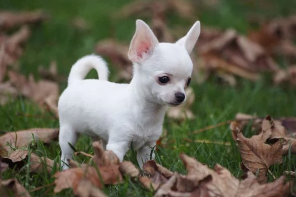 cuccioli di chihuahua con pedigree enci