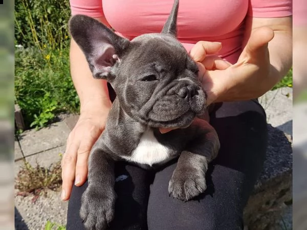 simpatici e adorabili cuccioli di bulldog francese 