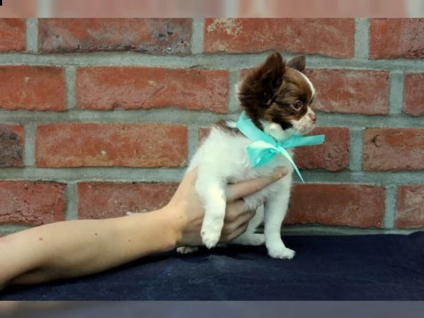 01 cuccioli di chihuahua fantastici e adorabili per l'adozione  | Foto 0