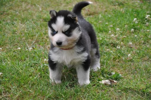 05 cuccioli di siberian husky fantastici e adorabili p | Foto 1
