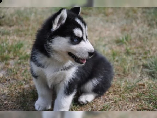 05 cuccioli di siberian husky fantastici e adorabili p