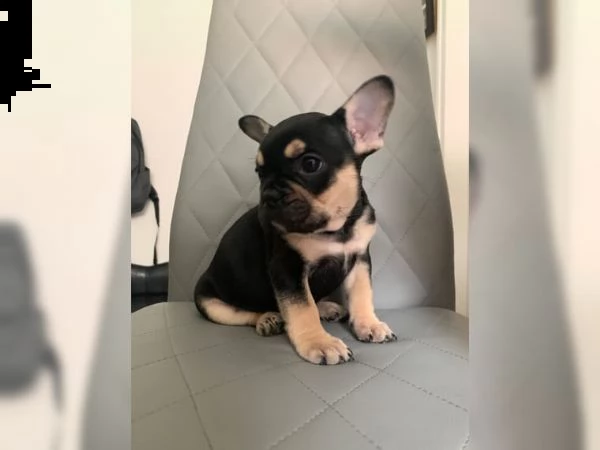 cucciolo di cagna bulldog francese nero e marrone chiaro