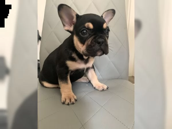 cucciolo di cagna bulldog francese nero e marrone chiaro | Foto 1