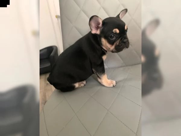 cucciolo di cagna bulldog francese nero e marrone chiaro | Foto 0