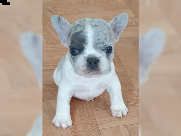 bouledogue bulldog francese 